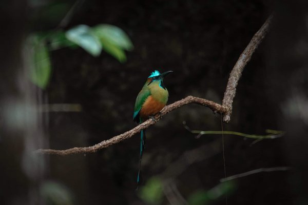 Can a High-Performance Oil Filter Extend the Life of Your Engine in a Mustang GT?