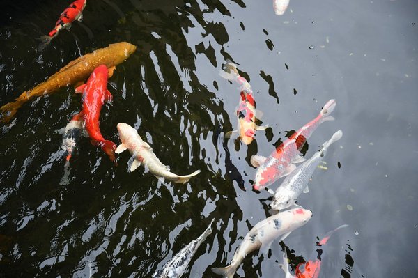 How to Master the Art of Feng Shui for a Harmonious UK Home Design?